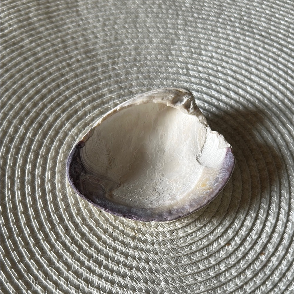 Natural Quahog Shell Trinket or Jewelry Dish